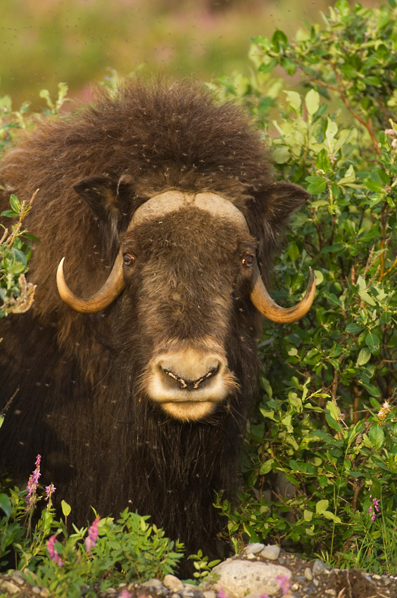 Bull Muskox in Arctic National Wildlife Refuge, ANWR, Alaska.