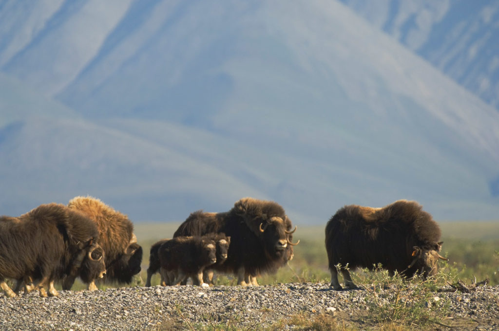 Muskox on the Canning River, ANWR rafting trip Arctic National Wildlife Refuge, Alaska.