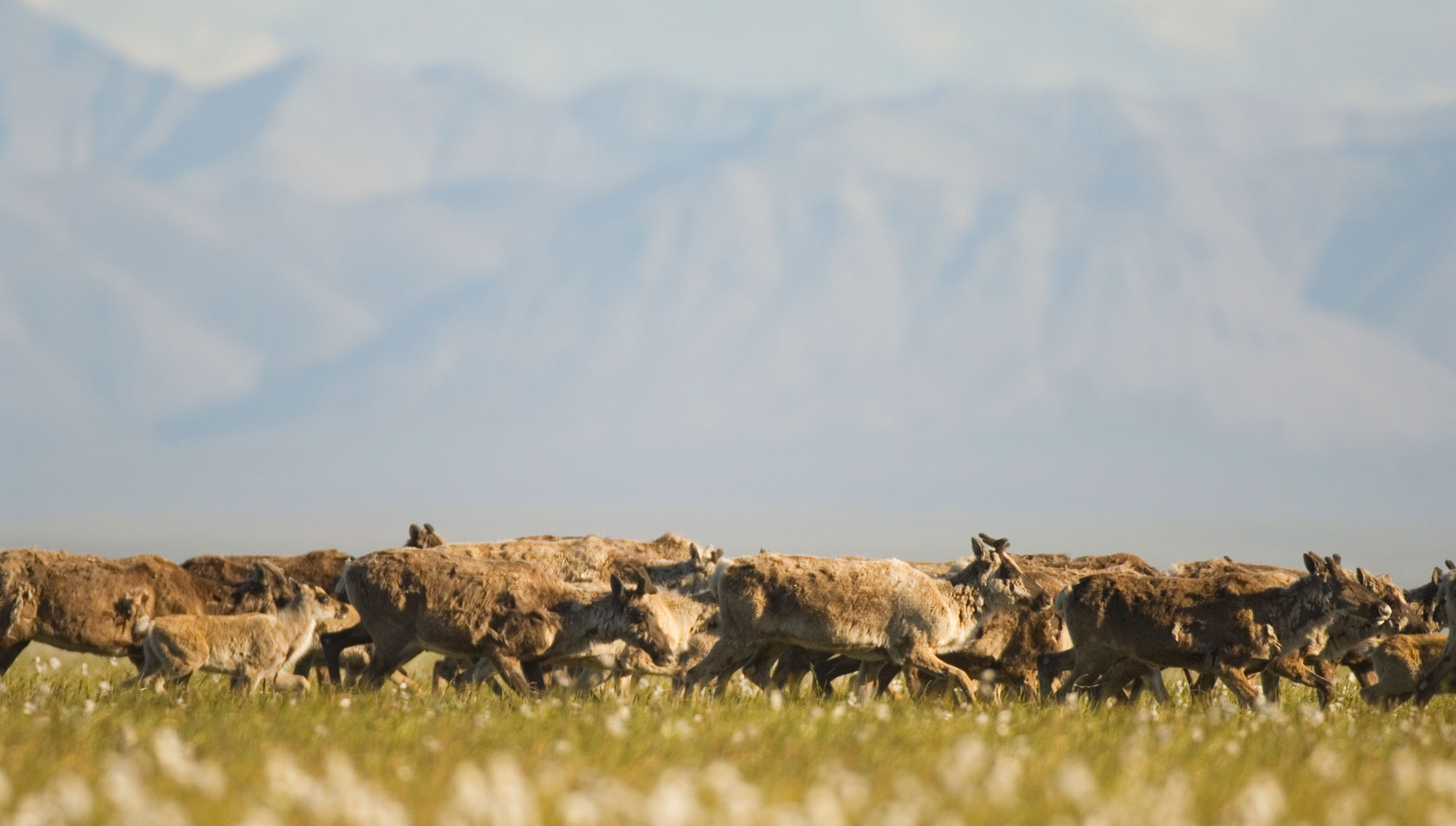 Caribou herd migration across ANWR, Alaska