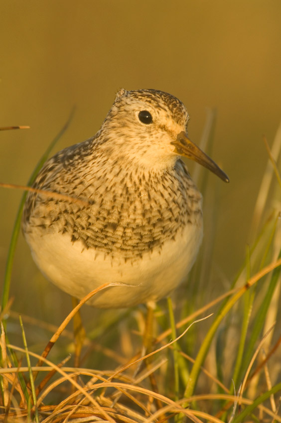 Buff-breasted sandpiper, Arctic National Wildlife Reguge, Alaska.