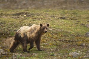 Grizzly bear, Chitistone Pass,  Wrangell St. Elias National Park.