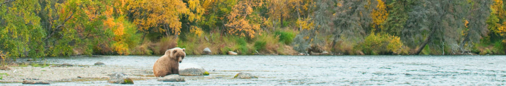 Alaska bear tours Young grizzly bear and fall color, Katmai National Park, Alaska.