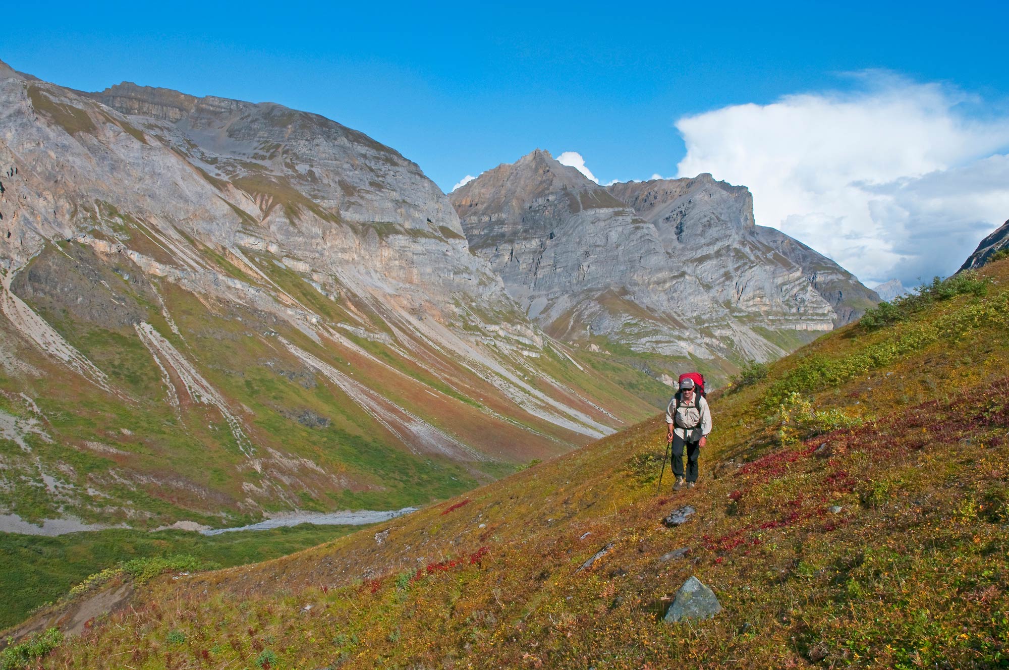 A backpacker hikes up the valley of Hidden Creek, in the Wrangell Mountains. Fall colors glow on the tundra. Wrangell - St. Elias National Park and Preserve, Alaska.