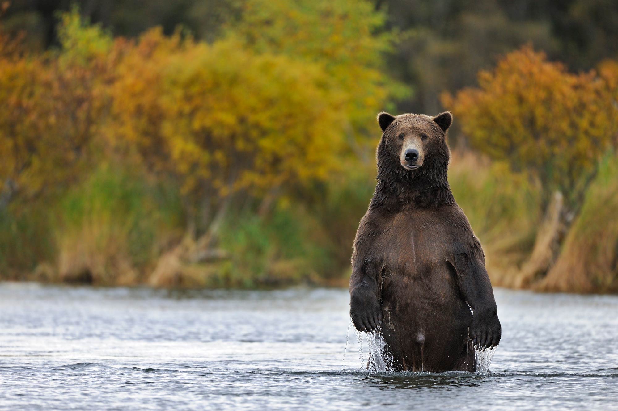 Brown bear male, standing, (Ursus arctos), Katmai National Park, Alaska