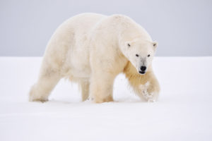 Alaska Adventure Travel Tours Photo Tours Kayak, backpacking trips polar bear.