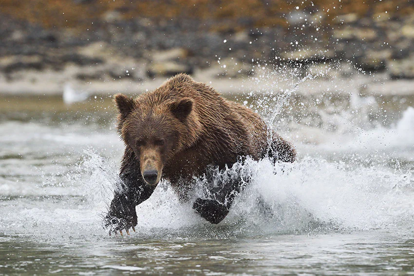 Brown bear fishing