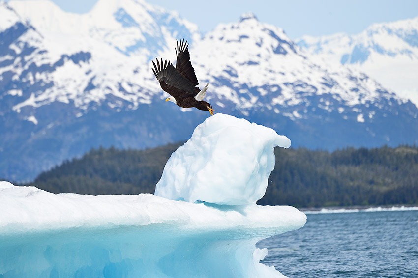 Bald eagle take off from iceberg, Prince William Sound