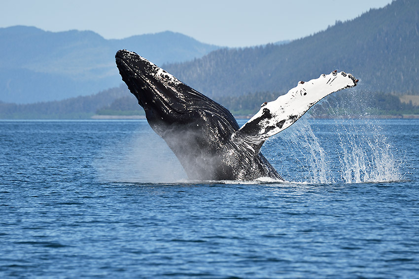 Humpback whale breaching Prince William Sound, Alaska.