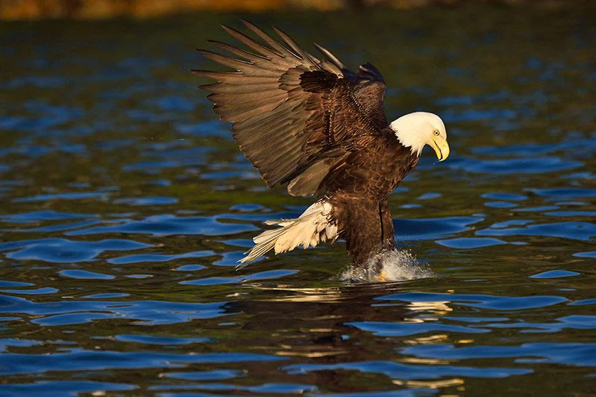 Bald eagle fishing Prince William Sound, Alaska.