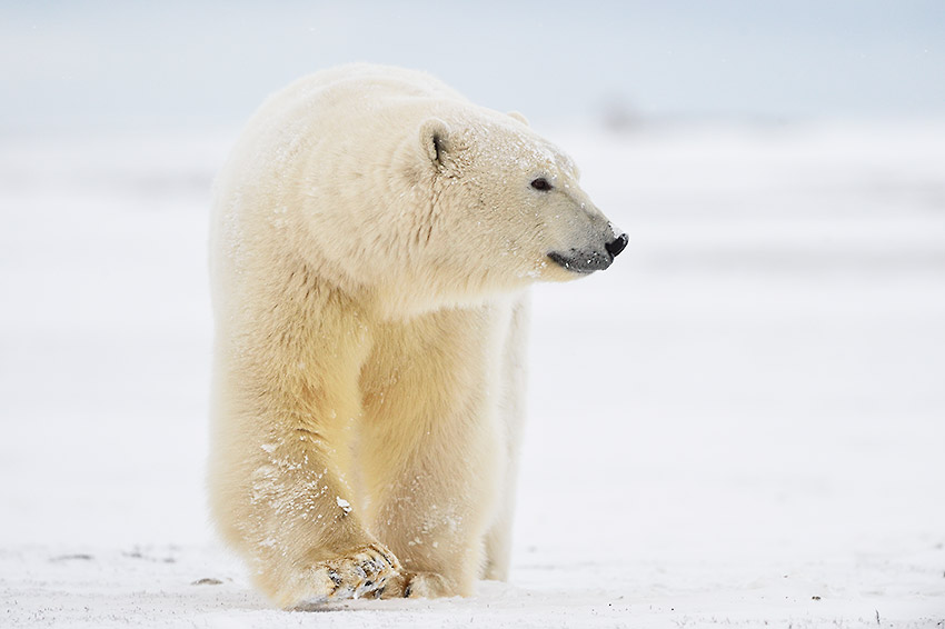 Polar bear on snow, Alaska.