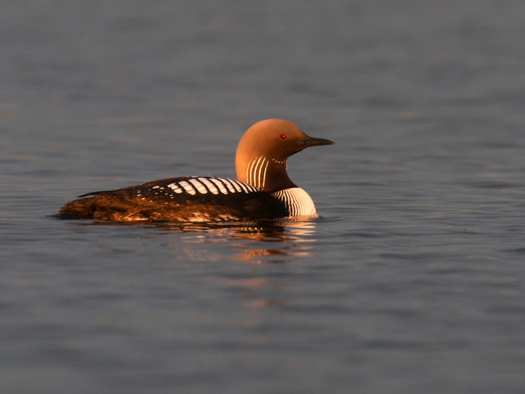 A Pacific Loon near the coast on Canning River rafting trip, Arctic National Wildlife Refuge, Alaska.