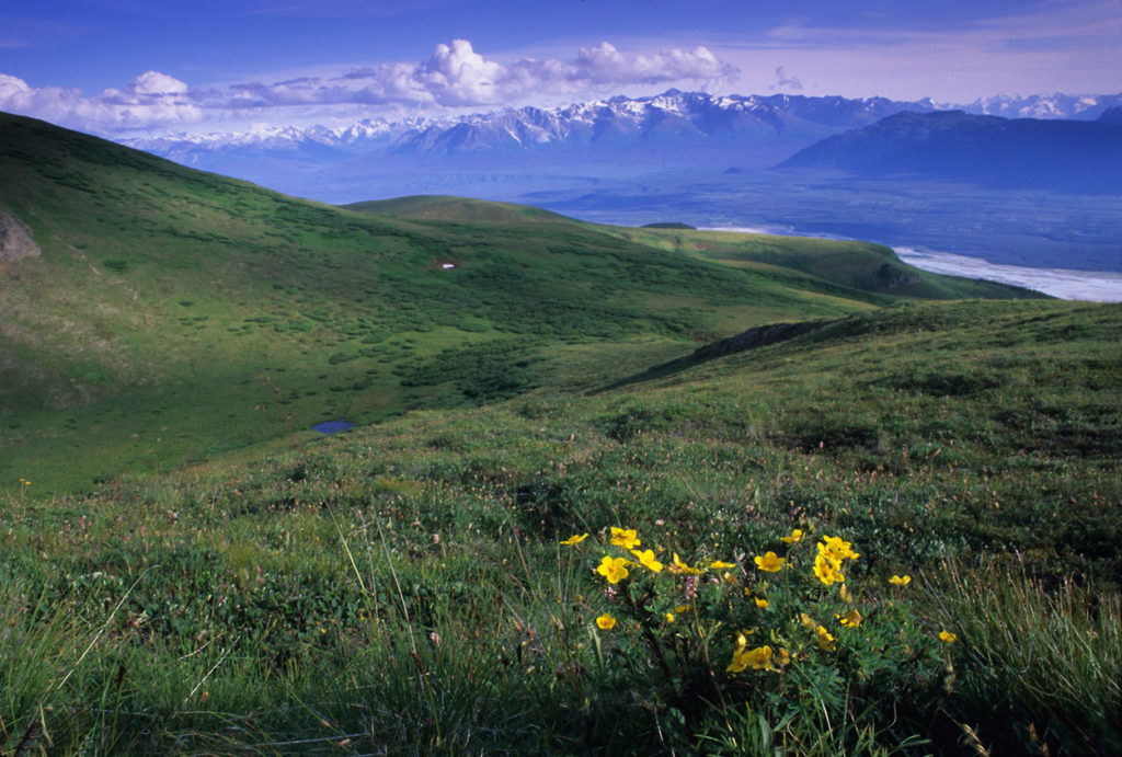 The view from MacColl Ridge backpacking trips Wrangell-St. Elias National Park, Alaska.