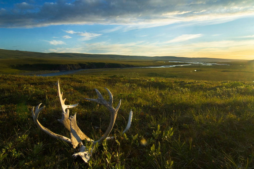 Midnight sun on caribou antlers Arctic National Wildlife Refuge Canning River rafting trip, Alaska.