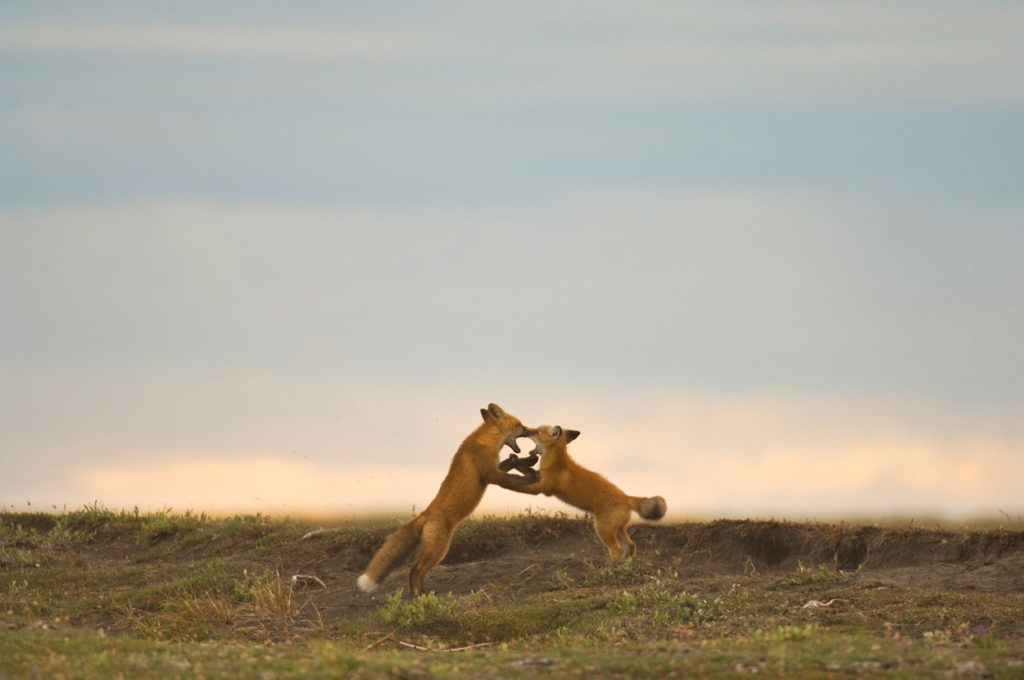 Red fox on coastal plain, Arctic National Wildlife Refuge Canning River rafting trip, ANWR, Alaska.