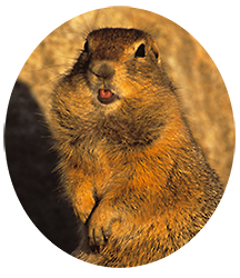 Arctic Ground Squirrel in Alaska.