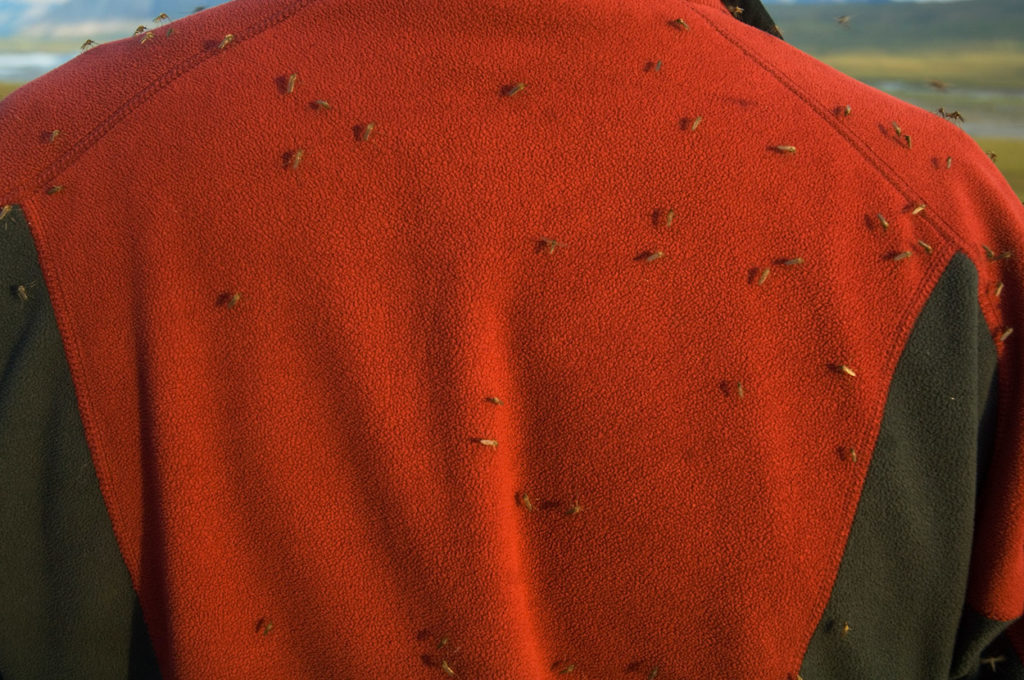 Mosquitoes on the back of a hiker in Canning River rafting and hiking trip, ANWR, Arctic National Wildlife Refuge, Alaska.