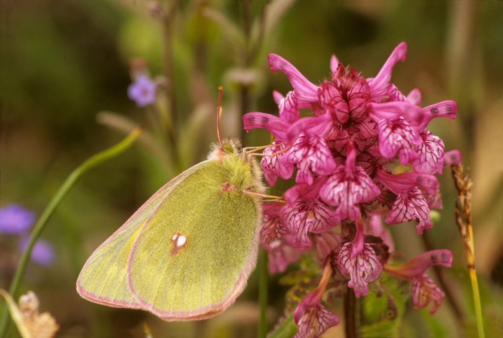 Clouded sulphur butterfly on MacColl Ridge Wrangell-St. Elias National Park trips, Alaska.