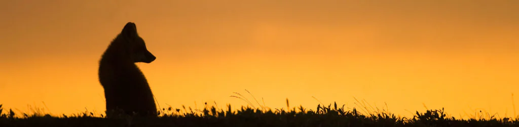 red fox silhouette, ANWR, Alaska