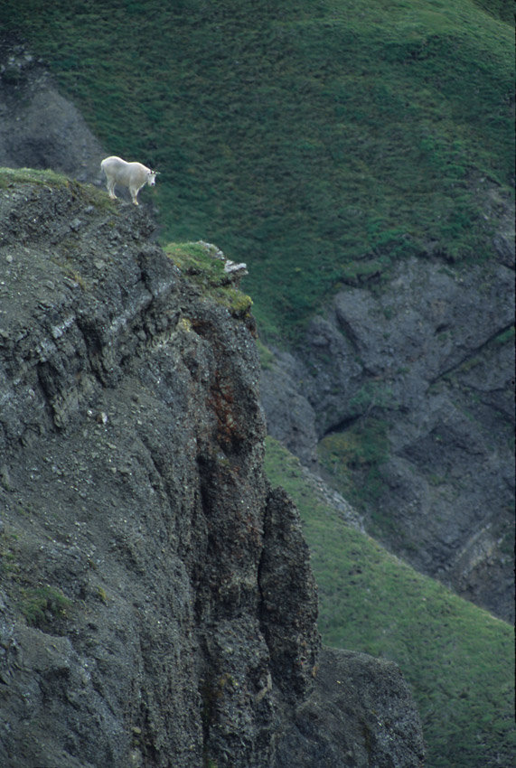 MacColl Ridge hiking trip Mountain Goat Wrangell-St. Elias National Park, Alaska.