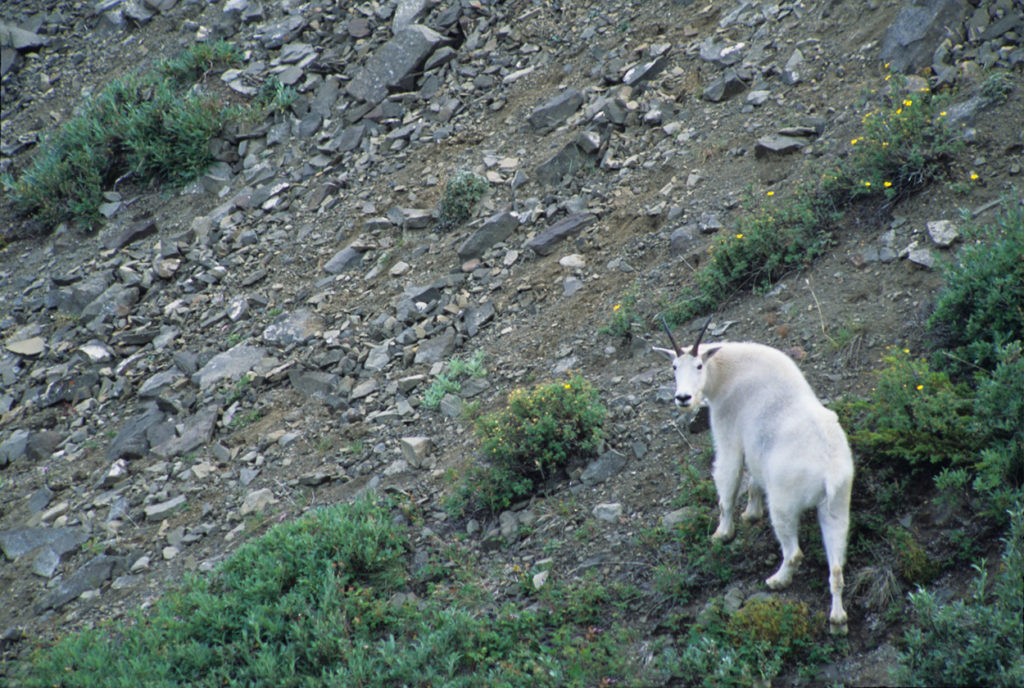 MacColl Ridge mountain goat backpacking trip Wrangell-St. Elias National Park Alaska.