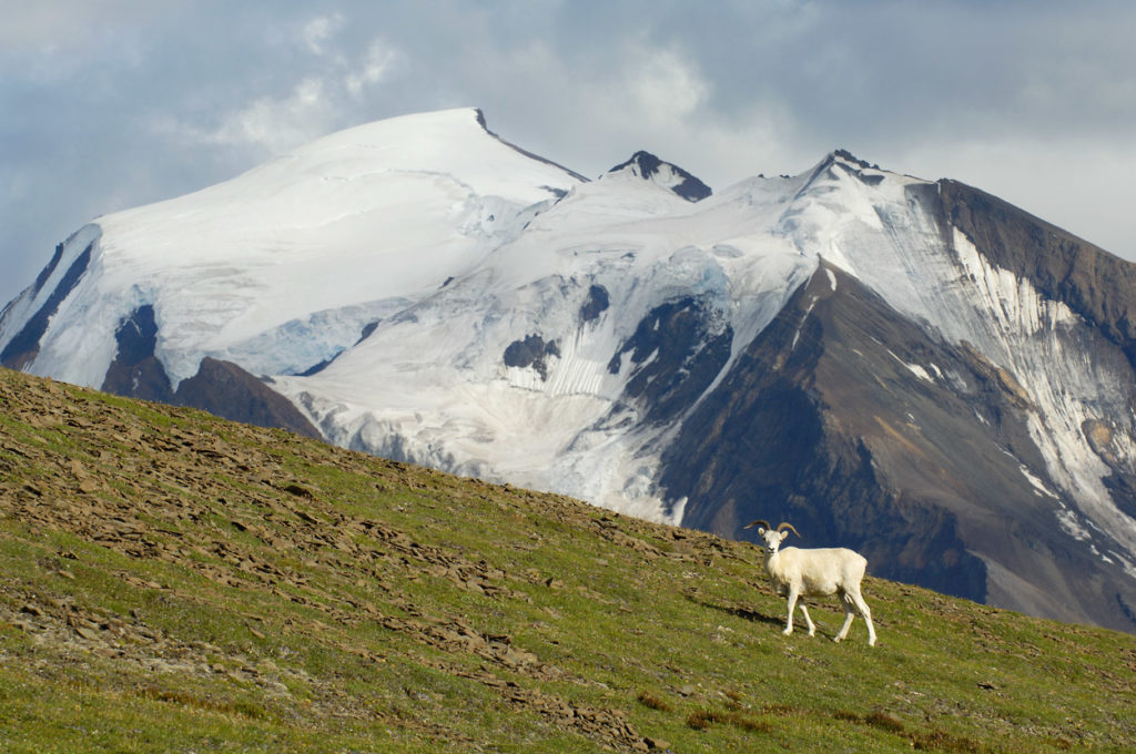 Dall sheep ewe.