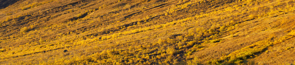 Alaska landscapes photo tour Skolai Pass Wrangell-St. Elias National Park Alaska