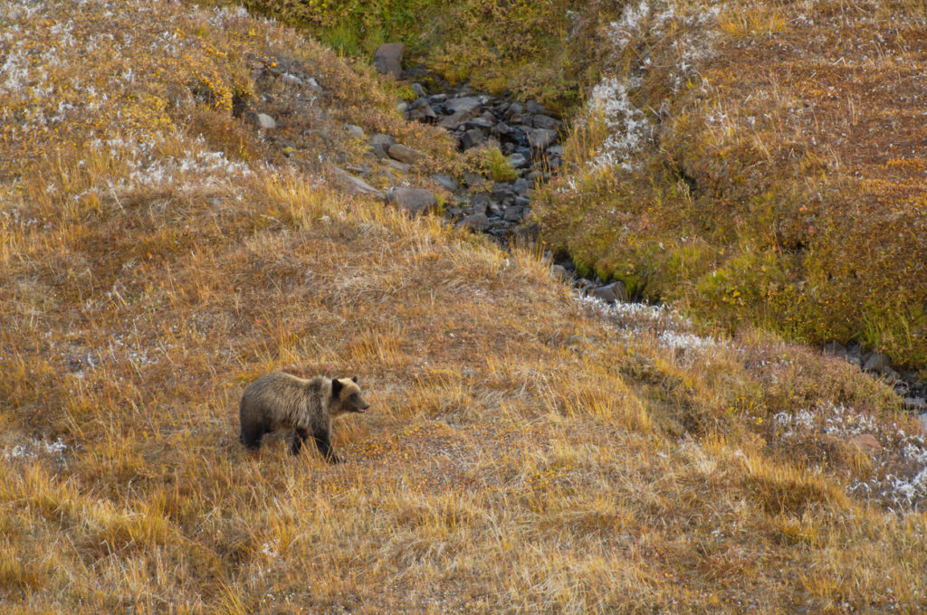 Grizzly bear at Chitistone Pass.