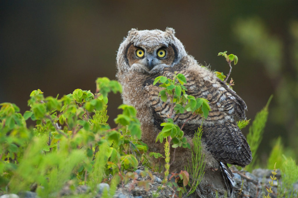Baby Great Horned Owl.