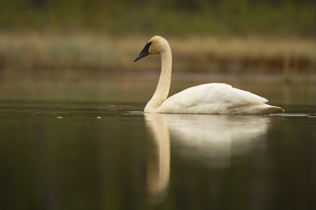 Trumpeter Swan.