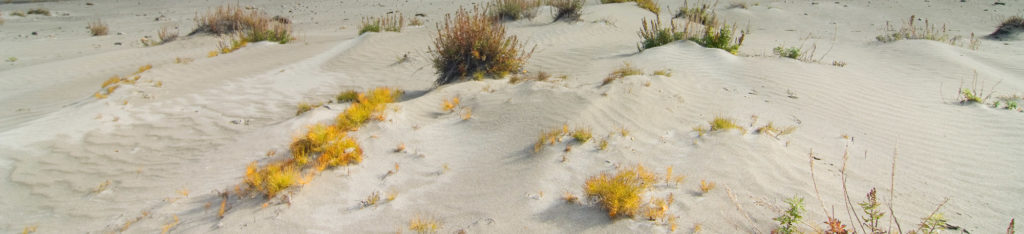Sand dunes near Ross Green Lake.