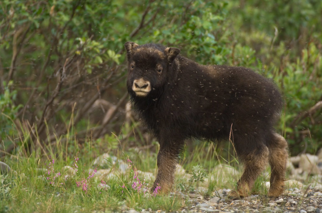 Baby Muskox.