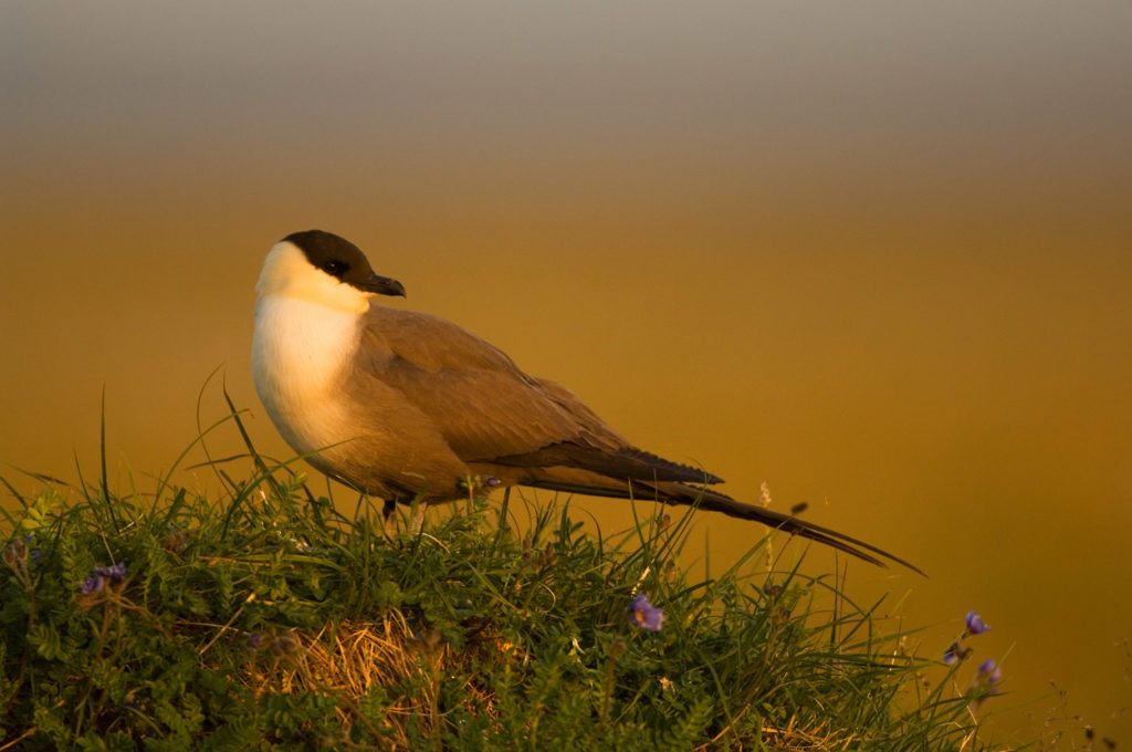Long-tailed Jaeger.