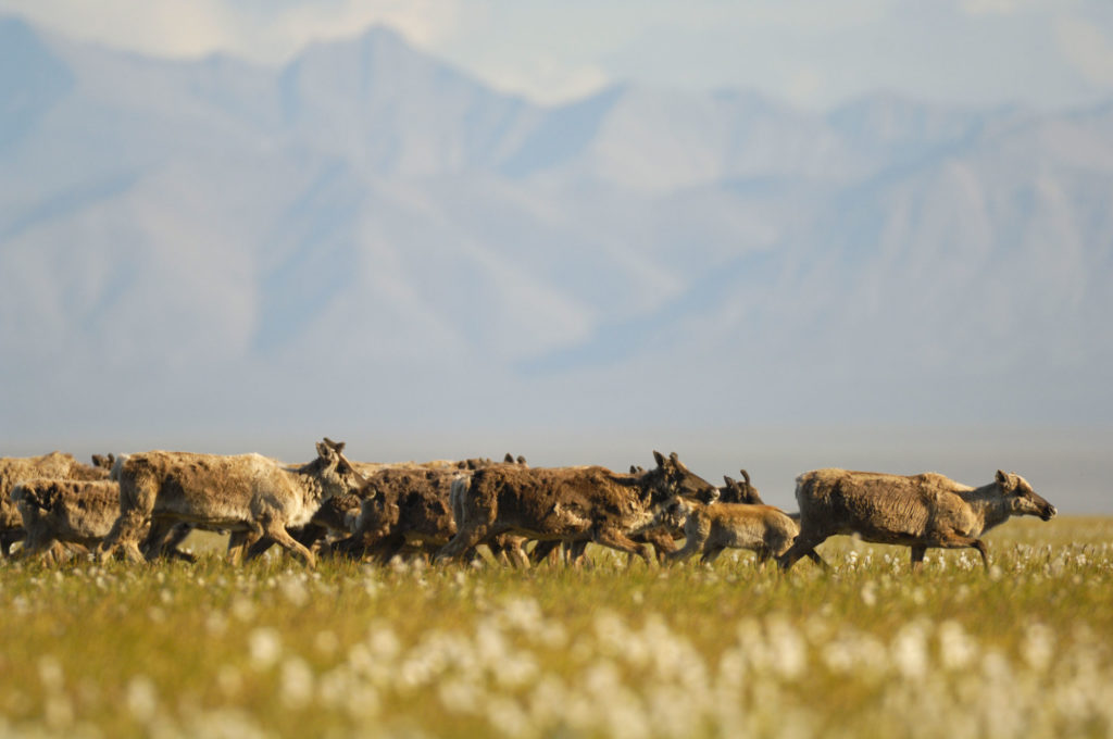 Central arctic caribou herd migrating on coastal plain, Arctic National Wildlife Refuge, ANWR, Alaska.