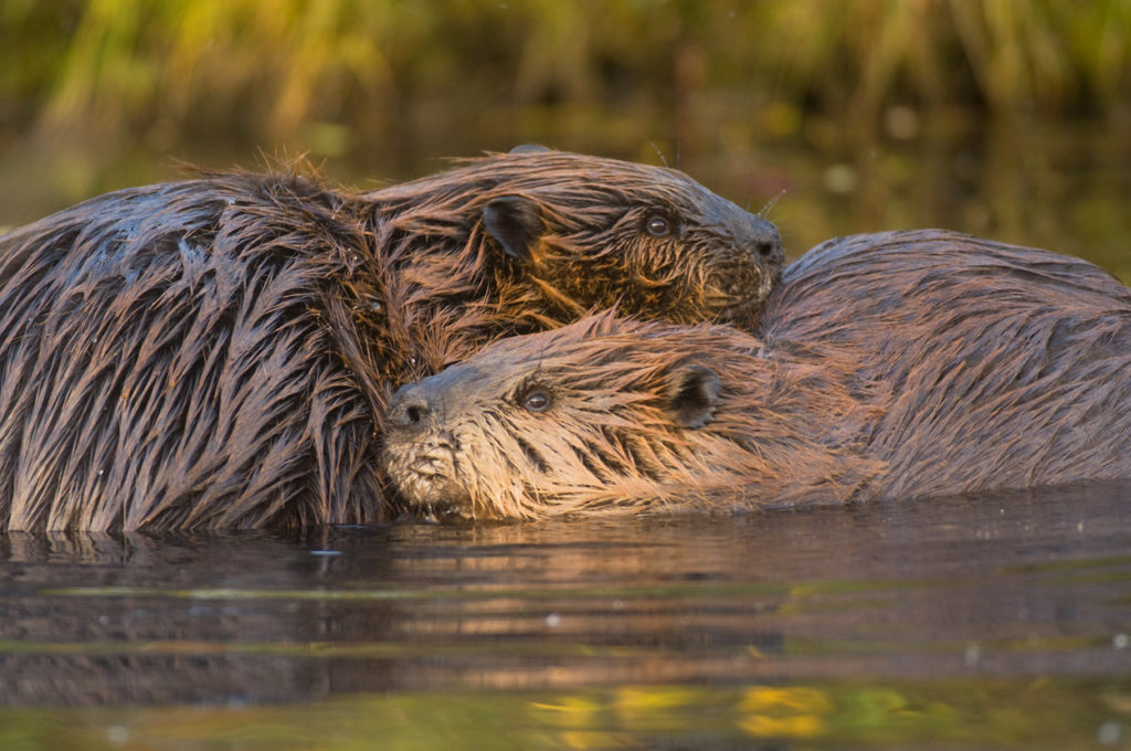 Two beavers.