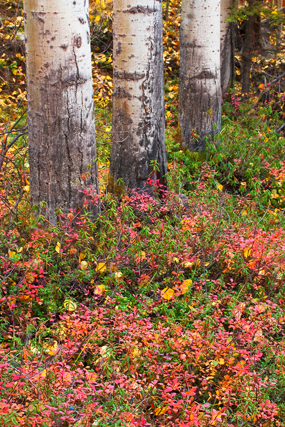 Fall colors in the boreal forest, Wrangell-St. Elias National Park, Alaska.