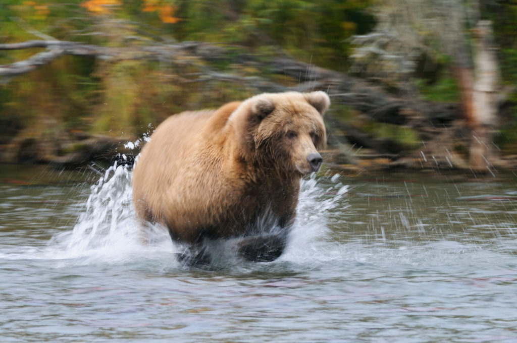 Grizzly bear in slow motion