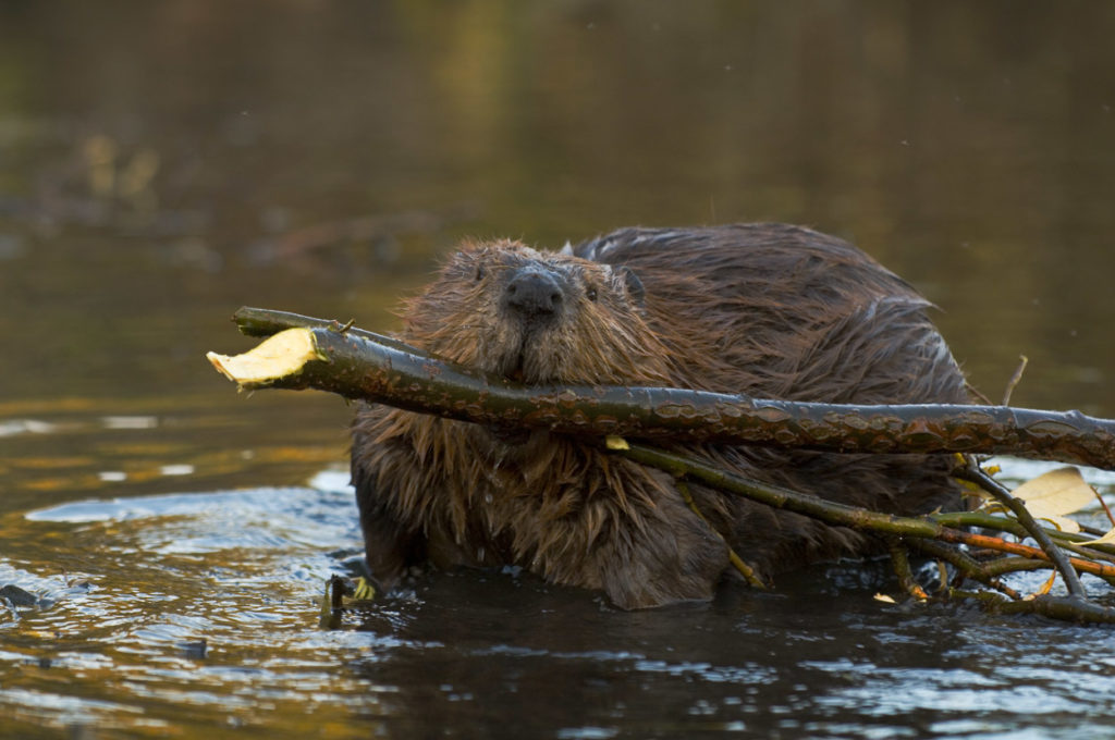 Beaver