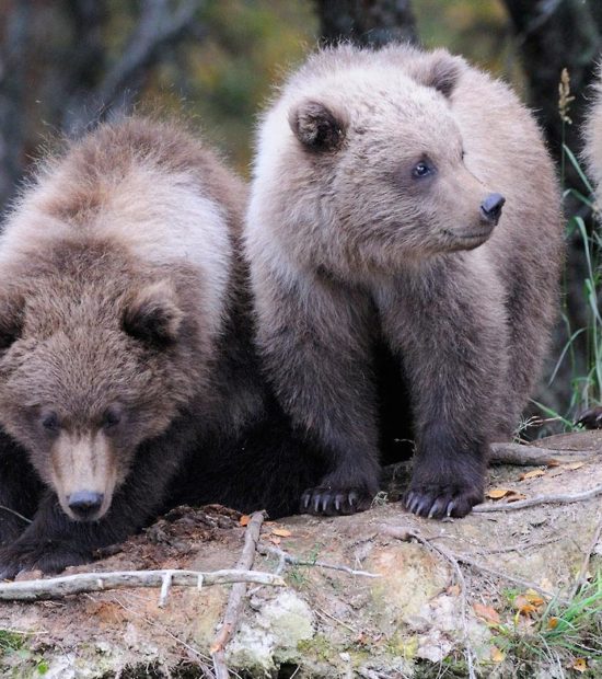 Expeditions Alaska backpacking guides Four Grizzly bear cubs, Katmai National Park, Alaska.