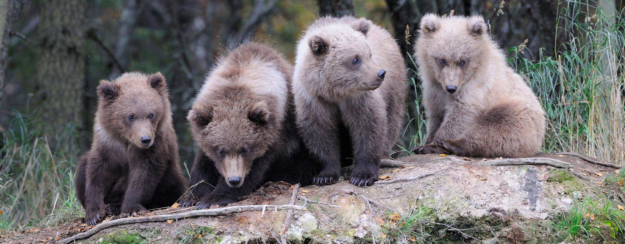 Expeditions Alaska backpacking guides Four Grizzly bear cubs, Katmai National Park, Alaska.
