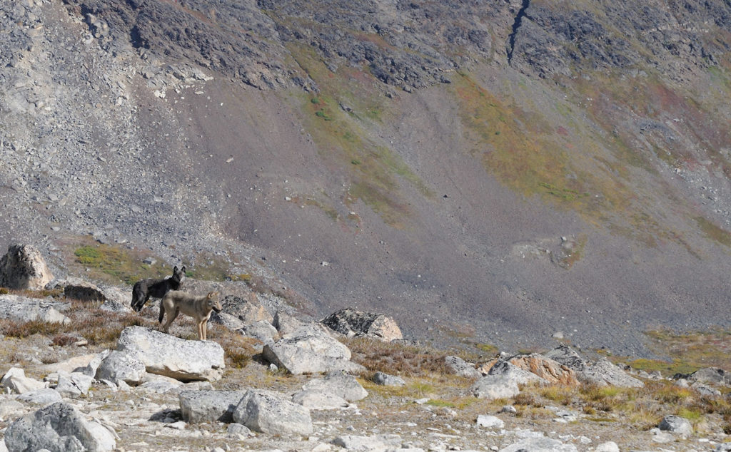 Two Wolves.