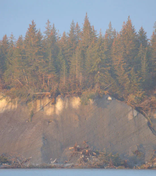 Spruce forest on a glacier, Malaspina Glacier, Wrangell-St. Elias National Park, Alaska