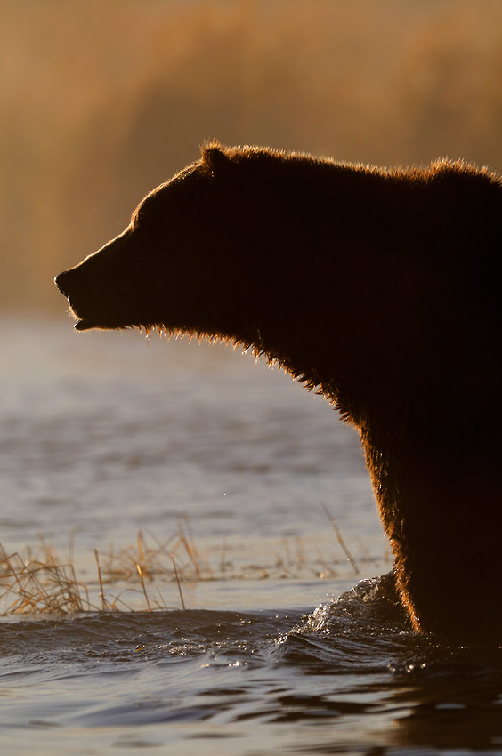 Backlit grizzly bear.