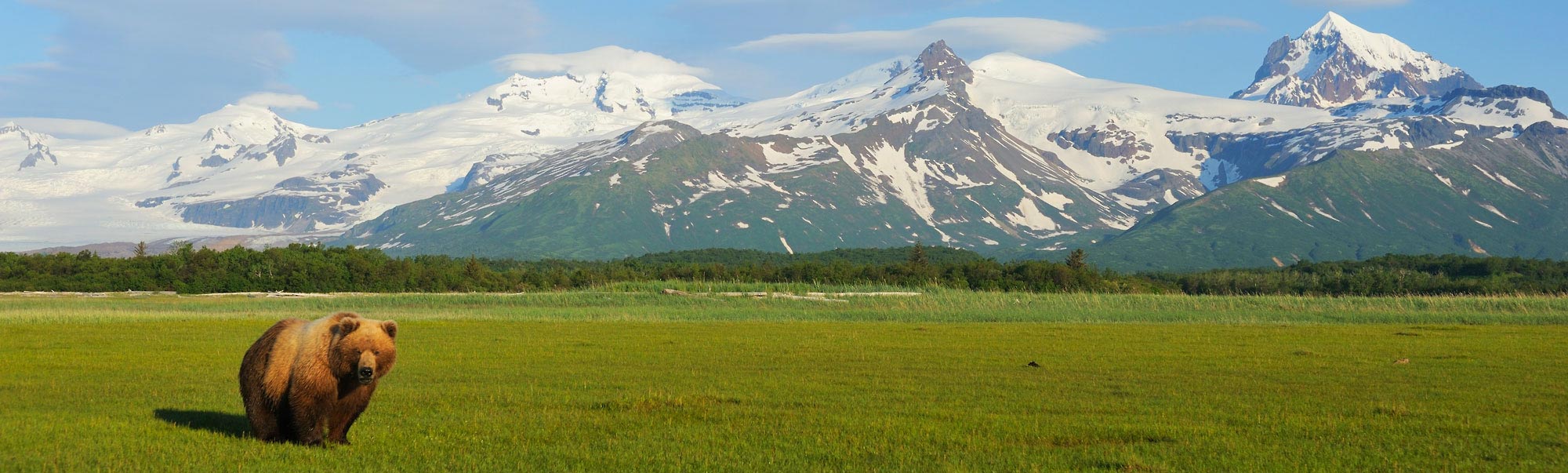 Alaska photo tour tours Brown bear Katmai Park.