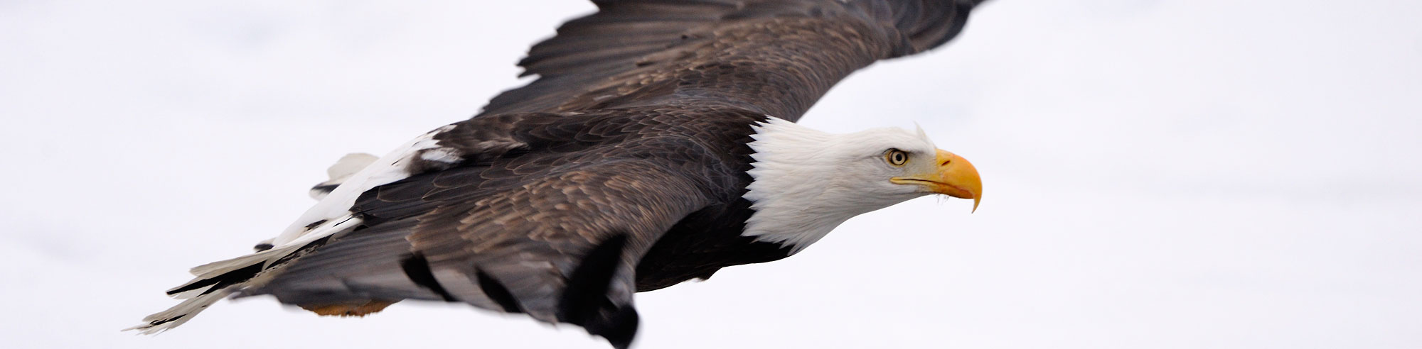 Bald eagle in flight, Chilkat River, Alaska.