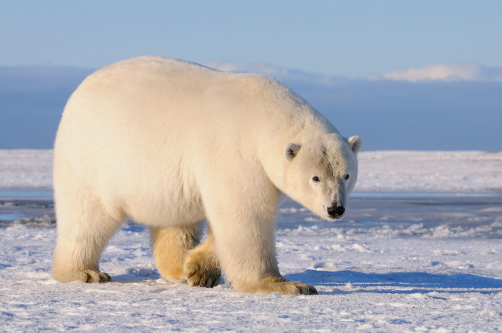 Polar bear photo tour Adult male polar bear walking on the beach, ANWR, Alaska.