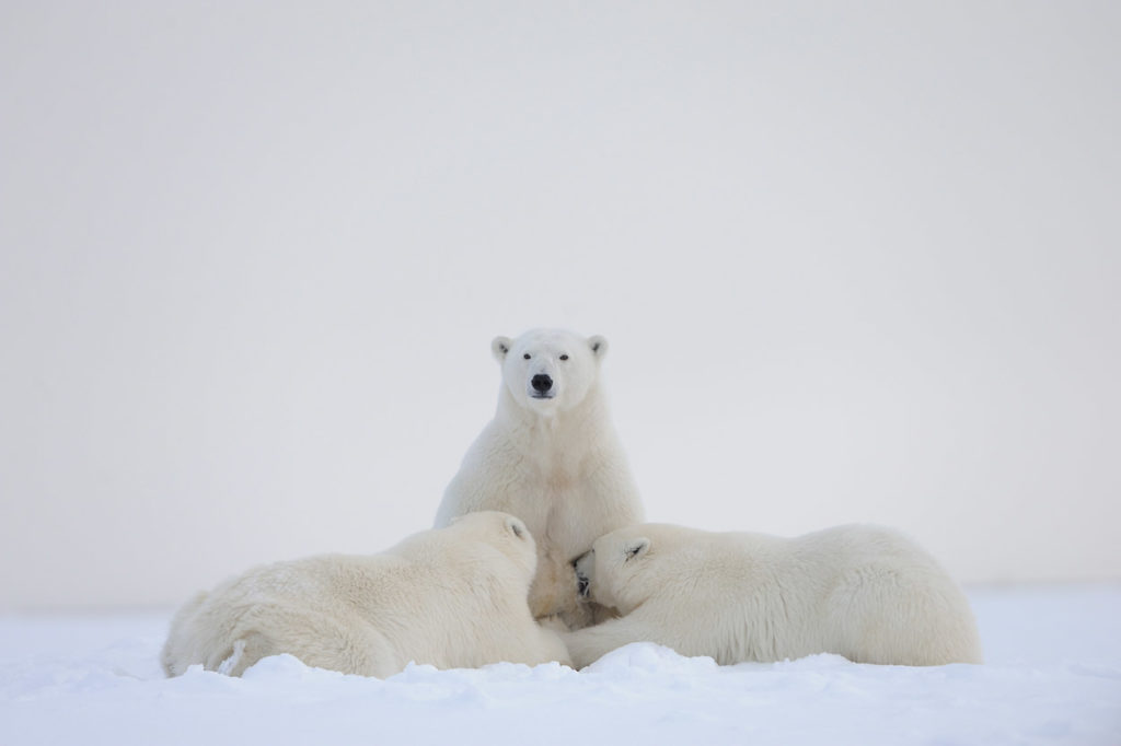 Polar bear photo tours Polar bear sow nursing cubs, ANWR, Alaska.