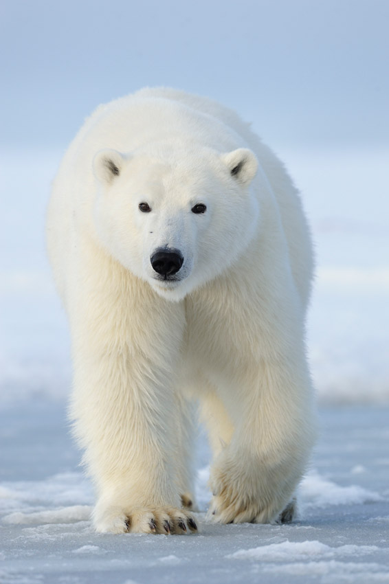 Polar bear photo tours A young male polar bear walks toward us on our Alaska polar bear photo tour, Alaska.