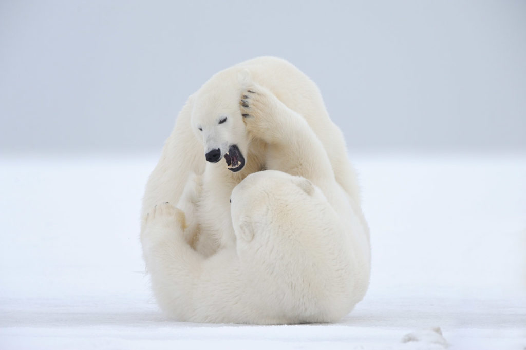 Polar bear photo tour Two polar bears wrestle on ou polar bear photo tour, ANWR, Alaska.