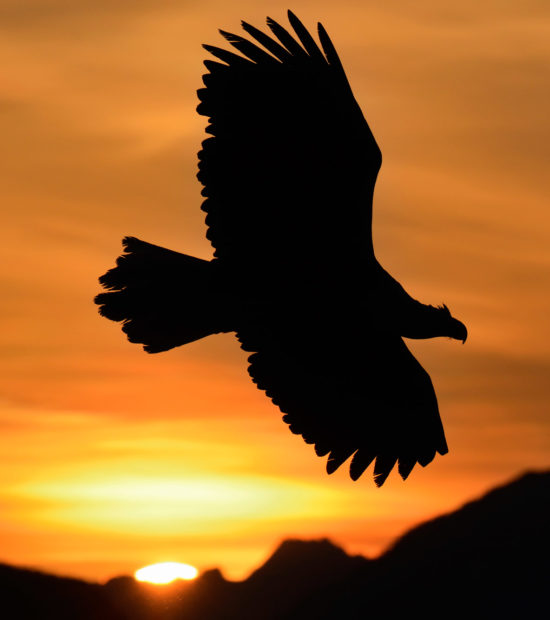 Bald eagle photo tours. Bald eagle photo workshop. Bald eagle silhouette, Alaska.