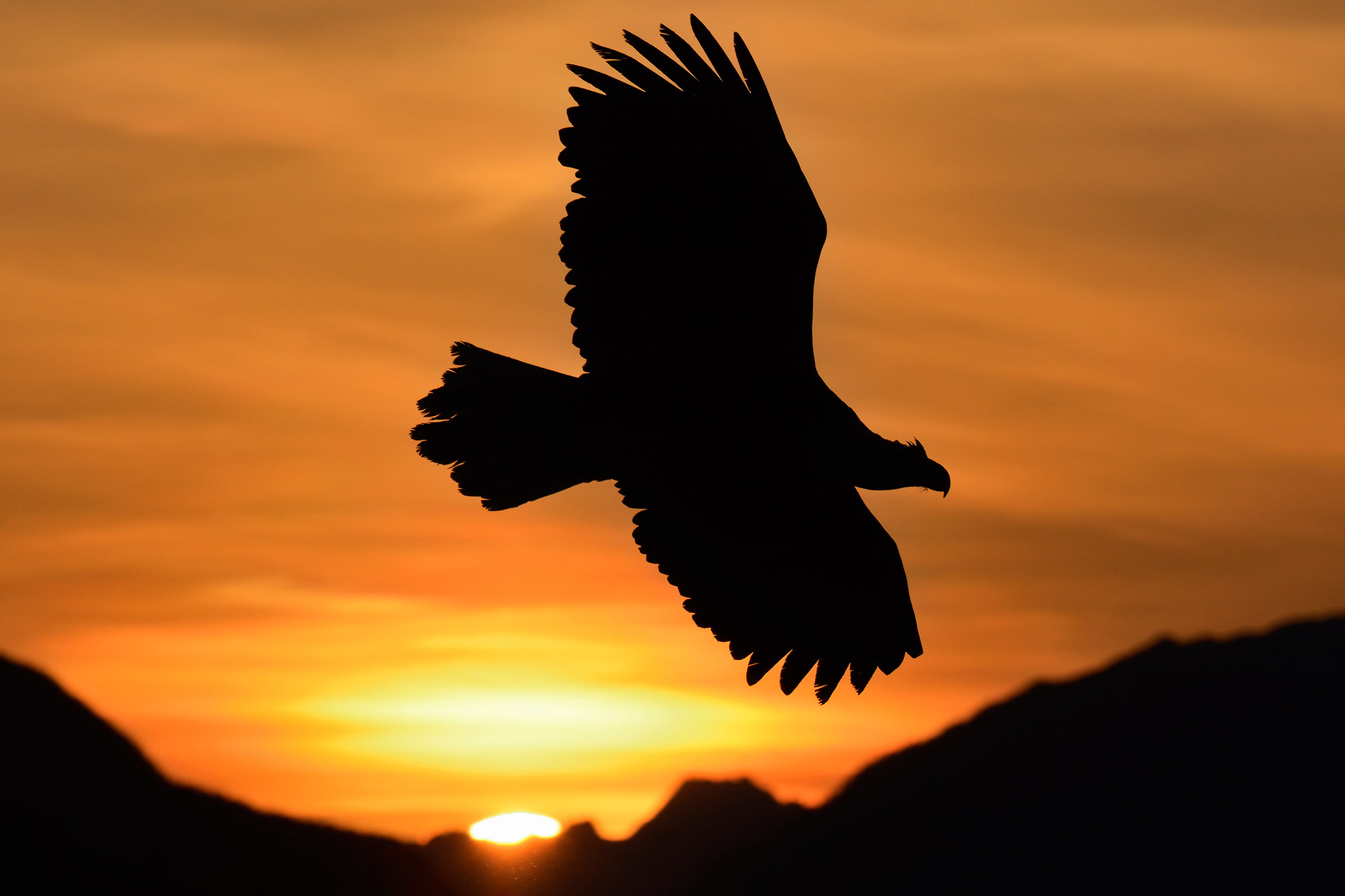 Bald eagle silhouette photo at sunrise, Haines, Alaska